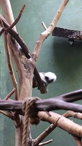 4.3K views · 68 reactions | “Hop” on over to your Birmingham Zoo with the cotton-top tamarins! Join us today for a fun filled adventure, we wait to see you! ⏰Wednesday - Sunday, 9:00 a.m. - 5:00 p.m. | Hours subject to change for events or inclement weather | The Birmingham Zoo | Facebook
