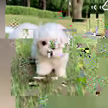 507K views · 34K reactions | ❤❤❤ | DoggieBuzz | Facebook