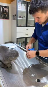 1.7M views · 24K reactions | Can we take a blood sample? 殺 #cats #animals #funny #viral #funnycat #catlover | MY Lovely Pet | Facebook