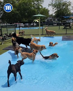 Is this the best pool party ever? 😍 | Daily Mail Video