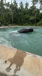 Can the elephant swim? Yes, elephants can swim! In fact, they are excellent swimmers. Elephants are known to enjoy swimming and can use their trunks as a snorkel to breathe while submerged. They can swim long distances and are often seen crossing rivers in the wild. Their large size and buoyancy allow them to float and move through water with ease. ช้างสามารถว่ายน้ำได้! จริงๆ แล้วช้างเป็นนักว่ายน้ำที่เก่ง เขาสามารถใช้งวงในการหายใจ และสามารถว่ายน้ำได้ไกล ช้างมักจะข้ามแม่น้ำหรือแหล่งน้ำในธรรมชาติอ