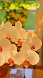 3K views | Orchids Rebloom in LECA (Clay Pebbles) #orchids #orchid #orchidlover #plants #houseplant #indoorplants #gardening #thegreenearth | The Green Earth | Facebook