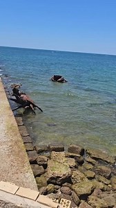 so the google map that saw giant crab is true 😳 | Dalvis Madagascar Page