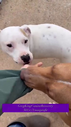 1K reactions · 121 shares | #GregkingCanineRecovery #adoptdontshop...