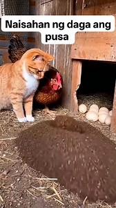 Naisahan ng daga ang pusa #highlightseveryone #reelsfb #reelsvedio #reelsfacebook #everyonefollowers #randomvideo #cttovedionotmine | Niel Mordeno Oyoc