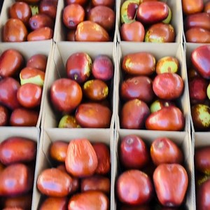 Now in season with The Food Forest @adelaideshowground this Sunday. See you 8.30am - 12.30pm. | Adelaide Showground Farmers Market