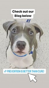 Positive Pet Behaviour Vet on Reels