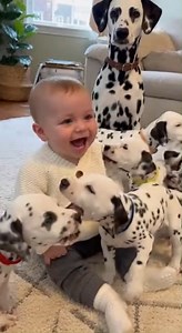 51K views · 2.5K reactions | Dalmatian puppies kiss laughing baby | I Love Jesus | Facebook