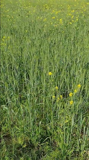 Mixed Cropping Pattern@ Wheat and Mustard