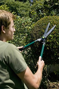 How to Severely Prune Boxwood Plants