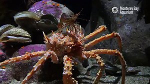 The California king crab: A crucial character to include in your compilation of cool crustacean critters scavenging and crunching crabby and echinoderm victims in collaboration with the complete consortium of creatures collectively concocting the ecosystem. | Monterey Bay Aquarium