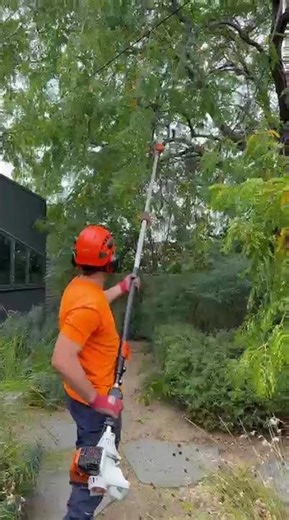 Honey Locust prune Brunswick East 🌳 Expert arborist tree care ✂️🍃 #Arborist #Melbourne