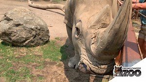 1.3K views · 64 reactions | It’s #WorldRhinoDay, so we want to...