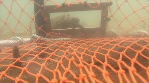 Queensland Agriculture on Reels