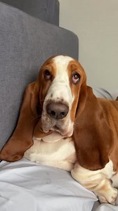 31K views · 2.5K reactions | "Sundays are for snuggling. Could someone fetch us a soft and cozy blanket?" - Maui Moo & G Man #dogs #dogsofinstagram #dogstagram #dogslife #dogsofig #bassethound #bff #cozy #dogsofinstaworld #weeklyfluff #dogsofcanada #lifestyle #dogsofcanada #dogsofontario | BessetHoundmeguss | Facebook