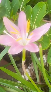 Pink lilly #lilly #Flowers #nature #viral #trendingnow | Blooming Nature Tales