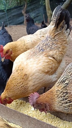 Edible Worms for Chickens: The Natural Growth Booster Farmers Ignore #broilerchickens #agriculture #organicfarming #healthychicken #farming #poultry #poultryfarming | Poultry Tips