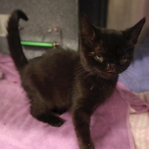 14K views · 62 reactions | PAWS Chicago on Reels | Facebook