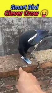 18K views · 43 reactions | Smart Bird Clever Crow ‍⬛ | Shopping DEALS | Facebook