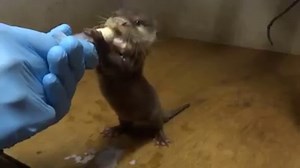 63K views · 1.5K reactions | Otter Baby Drinks Milk From a Syringe | Otter | Facebook