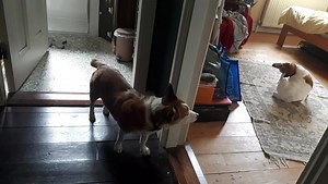 24 reactions | Excuse I Gillie butter you schedule a be shower life guard dis morning... GILLIE!! GIIIII-LLLLLEEEE!! effsakelike. | Mr Scooby Doo and The Mousketeers | Facebook