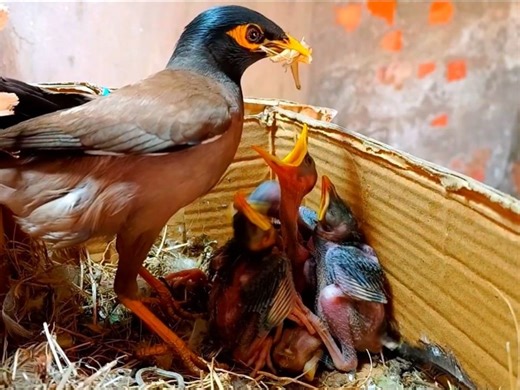 Hungry Myna Babies Devour Food at Lightning Speed ‪ #babies​ #food​ #nest​ #speed​ #hungry​ #birds #moynabirds | Wild BIRDS | Facebook