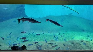 Bioparque Pantanal: um passeio inesquecivel para adultos e crianças! Com a expectativa de unir cultura, turismo e conhecimento, o maior complexo de água doce do mundo, quase 5 milhões de litros de água, Bioparque Pantanal, está localizado no parque das Nações Indígenas em Campo Grande – Mato Grosso do Sul. A visitação é gratuita! O principal atrativo do Bioparque Pantanal é o circuito que forma o maior aquário de água doce do mundo, onde o visitante terá contato com as principais espécies de pei