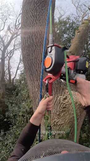 98K views · 942 reactions | This mature ash tree had broken multiple large limbs over the years damaging property. The local council agreed it was to be cut down for safety. @minor_punk8260 on the lowering rope and @mattscarvings on the logs #tree #treework #arb #arborculture #arborist #climb #climbing #treeclimbing #rope #knots #rigging #ropeaccess #chainsawman #lumberjack #woodworker #woodcraft #outdoors #rural #extremesports #height #work #workout #woodland #forestry | Perry trees | Facebook