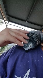 Preening Gracies pin feathers 🥰 | Six Grey Parrots