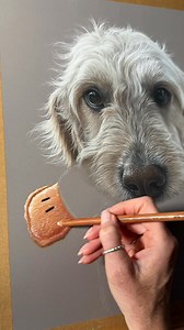 Drawing a fuzzy duck bill in pastel 🦆🥰 When I saw the photos for this portrait I knew it had to be this one, I’m a sucker for a dog carrying a toy / shoe / tea towel (maybe that’s why my girl still gets away with it 🙈) #goldendoodle #petportrait #petportraitartist #pastelpainting #dogportrait #doglovers | Mrs Joyce Draws