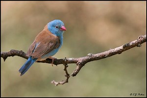 Blue capped cordon bleu - Alchetron, the free social encyclopedia