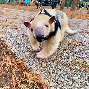 Hogan the anteater went for an (adorable) leisurely stroll! ☀️☀️☀️ | San Antonio Zoo