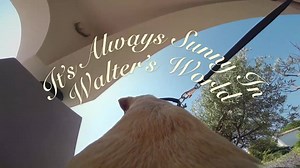 blessed doggo | Deleted Meme