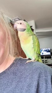 Unconditional sweetness continues with a feathered gathering. | Chatterbox Parrots