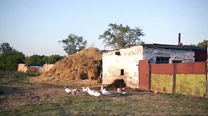 Group Geese Barnyard: стоковое видео (без лицензионных платежей), 10032101 | Shutterstock