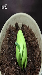 Chayote squash from seed to vine: 114-day time-lapse garden journey + 130 days of romanesco: from seed to stunning fractal harvest | eLapse time-lapse