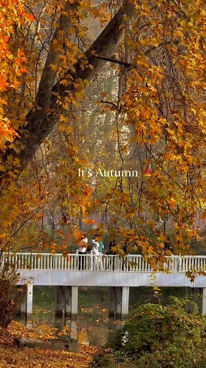 #autumn #autumnvibes🍁 #autumnleaves #chinarpark #post #poster #viral #viralvideos #video #reel #reels #dalgate #srinagar #srinagarkashmir #kashmir #kashmirtourism #viralpost #positivevibes #reelsinstagram #islam | Ibn Noor