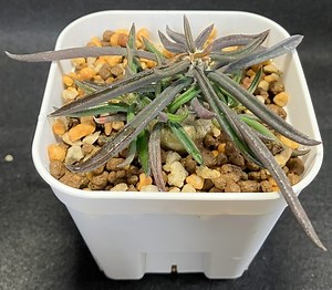 ユーフォルビア・キリンドリフォリア トゥビフェラ【成長記録】 : 植物の成長記録