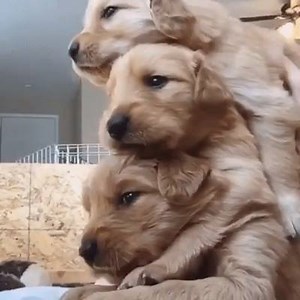 Puppy stacking! | Horseplay Today