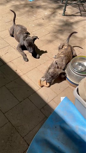 Barbie and Ken puppies are ready for adoption! These brindle beauties are so sweet! ❤️❤️❤️ #www #barbie #ken | Woofs, Wiggles, n Wags Rescue | Facebook