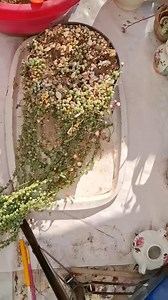 🍡Curio Rowleyanus variegado 💛💚 Vamos a propagarlo en agua y sobre sustrato. | Jardín Suculento