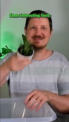 Haworthiopsis limifolia Care, Propagation & Repotting! #plants #succulents #plantcare #repotting