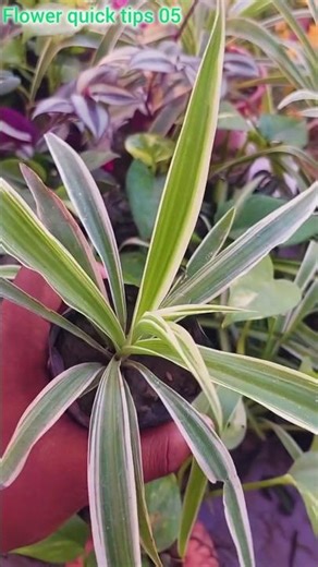 How To Grow Spider Plants From Seed
