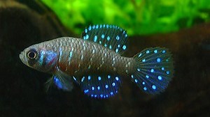 Black pearl killifish facts: 5 interesting things