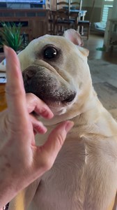 Happy Mondaytimes Pawdners!❤️🤠🇺🇦 “Dalton lubs chest scritches……………aaaaaaand scene🤠” | The Doolin and Dalton Gang