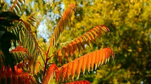 Vinegar Tree, Staghorn Sumac