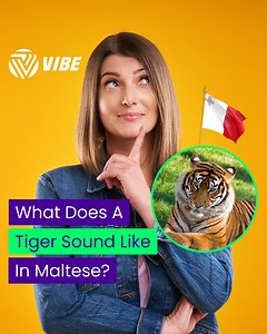 Who knew tigers can have a Maltese accent! 😅 📹 - Bertu Transport #vibefm | Vibe FM