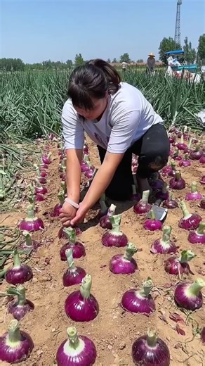 Harvesting Onions: A Step-by-Step Guide