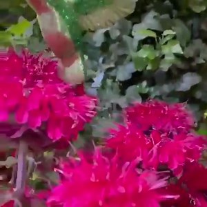 De kolibries vliegen de winkel uit!  #vliegensvlug #kolibries #vogels #vondels #kerst #kerstballen #ornamenten #kerstdecoratie #kerstboom #cadeau #cadeautip #cadeauwinkel #webshop #bestelonline #komlangs #allesinwonderland #rotterdam010 #rotterdamcity #rotterdamnoord #liskwartier #shoplokaal #kooplokaal #bloemen #monarda #bloemist #bloemenwinkel #bloembinderijgeschikt | Alles in Wonderland | Facebook