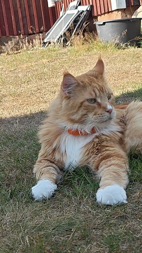 He slumbers not, but waits… coiled in fluff and prophecy. 👑🧡 #catpeople #mainecoonlife #FelineFun #catographer #mainecooncats | Whiskered Angels